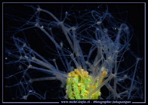 Freshwater Hydras on top of a water-plant... :O)... by Michel Lonfat 